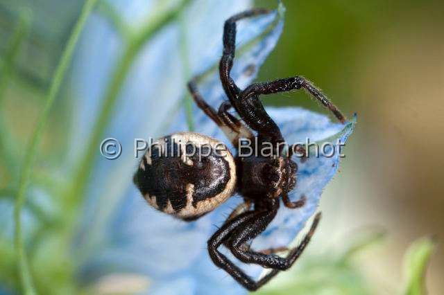 Thomisidae_9657.JPG - France, Araneae, Thomisidae, Araignée-crabe, Thomise globuleuse ou Araignée Napoléon (Synema globosum), Crab spider